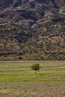 Nature Mountain Tree