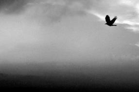 monochrome photo of a flying bird in the fog