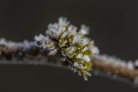 Frozen plants on a branch