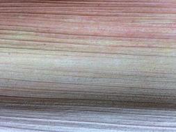Dry Palm Frond Natural Colour