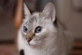 goodly Domestic Cat grey