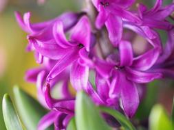 pink flowers bouquet garden