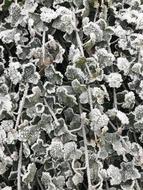 Frozen leaves in the garden
