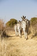 Wildlife Africa