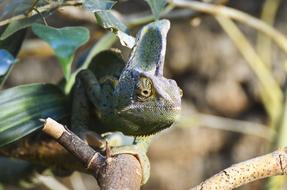 Beautiful and colorful Yemen chameleon on the branch