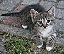 Cic-Mic Kitten on street