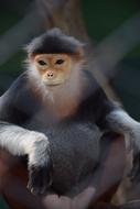 hoto of funny monkey in the wild