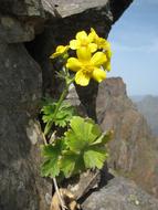 Flower Yellow Mountains macro