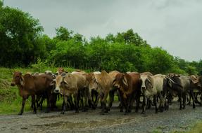 Cows herd in countryside