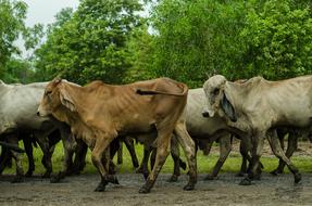 domestic Cows at Nature