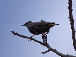 stunningly beautiful Starling Branch