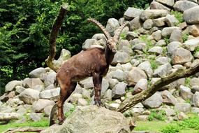 goat with long horns in the reserve Luneburg Heath in Germany