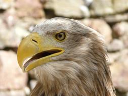 Eagle Bird Raptor
