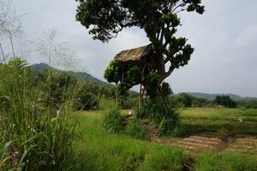 Srilanka Banita