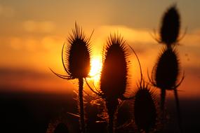 Thistle at Sunset Backlighting