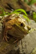 Fat Frog sits on stone looking up