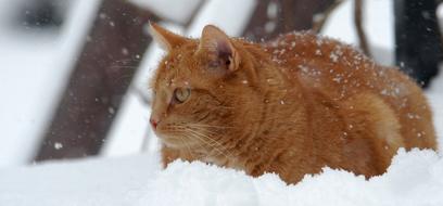 Cat Red