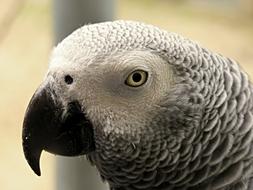 Profile portrait of the beautiful and cute African grey and white Parrot