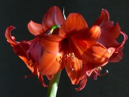 Amaryllis Houseplant