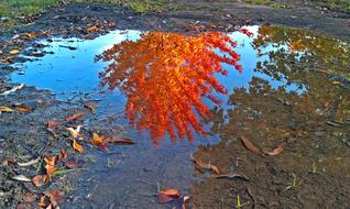 Leaves Autumn Mirroring Golden