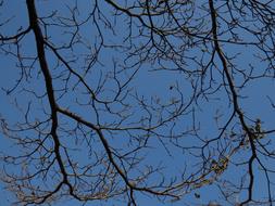 Blue Day Branches Lobular