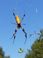 banana spider in the wild