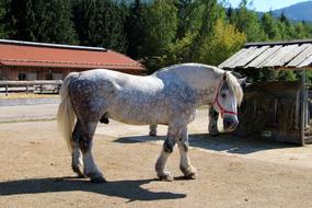 Beautiful and cute spotted white pony on the farm near the trees