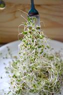Broccoli Sprouts Super Food Anti