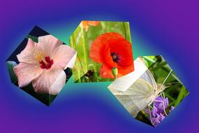 Cube Flowers picture animation