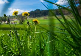 Summer Flowers in Grass