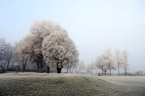 white beautiful trees in the park
