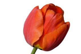 tulip blossom bloom red orange