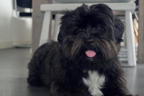 black haired dog with pink tongue