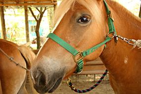 brown horse with green harness