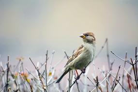 impressively beautiful Bird Sparrow