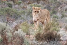 beautiful lioness in the wild