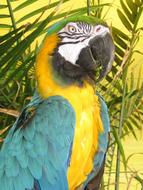 goodly Big Bird Pet Exotic