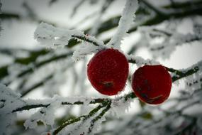red apples on a winter tree