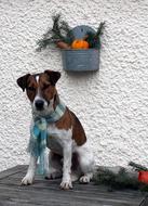 Small Dog in scarf sits at decorated wall, Jack Russel Terrier