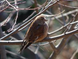 Beautiful brown sparrow on the branch in winter