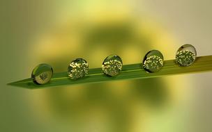 Drip Leaf Green Drop Of