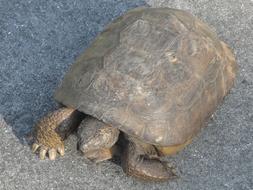 big turtle on gray stone
