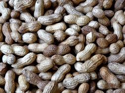 Peanuts Nuts Legume Shell