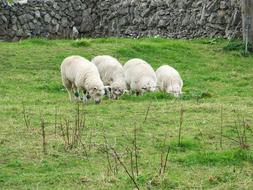 Sheep Ireland
