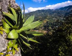 Maguey Wild Green