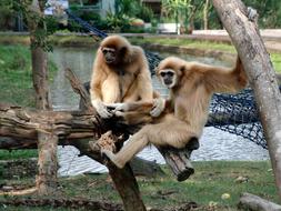 stunningly beautiful Lar Gibbon Monkey