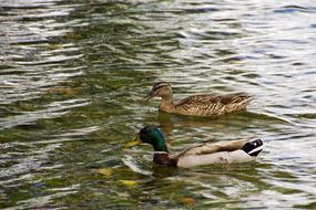 Ducks Anatidi Swimming