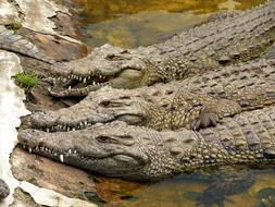 Crocodile Africa
