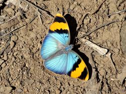 yellow-blue butterfly sits on the soil