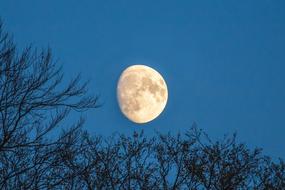 a white moon in a blue sky with branches